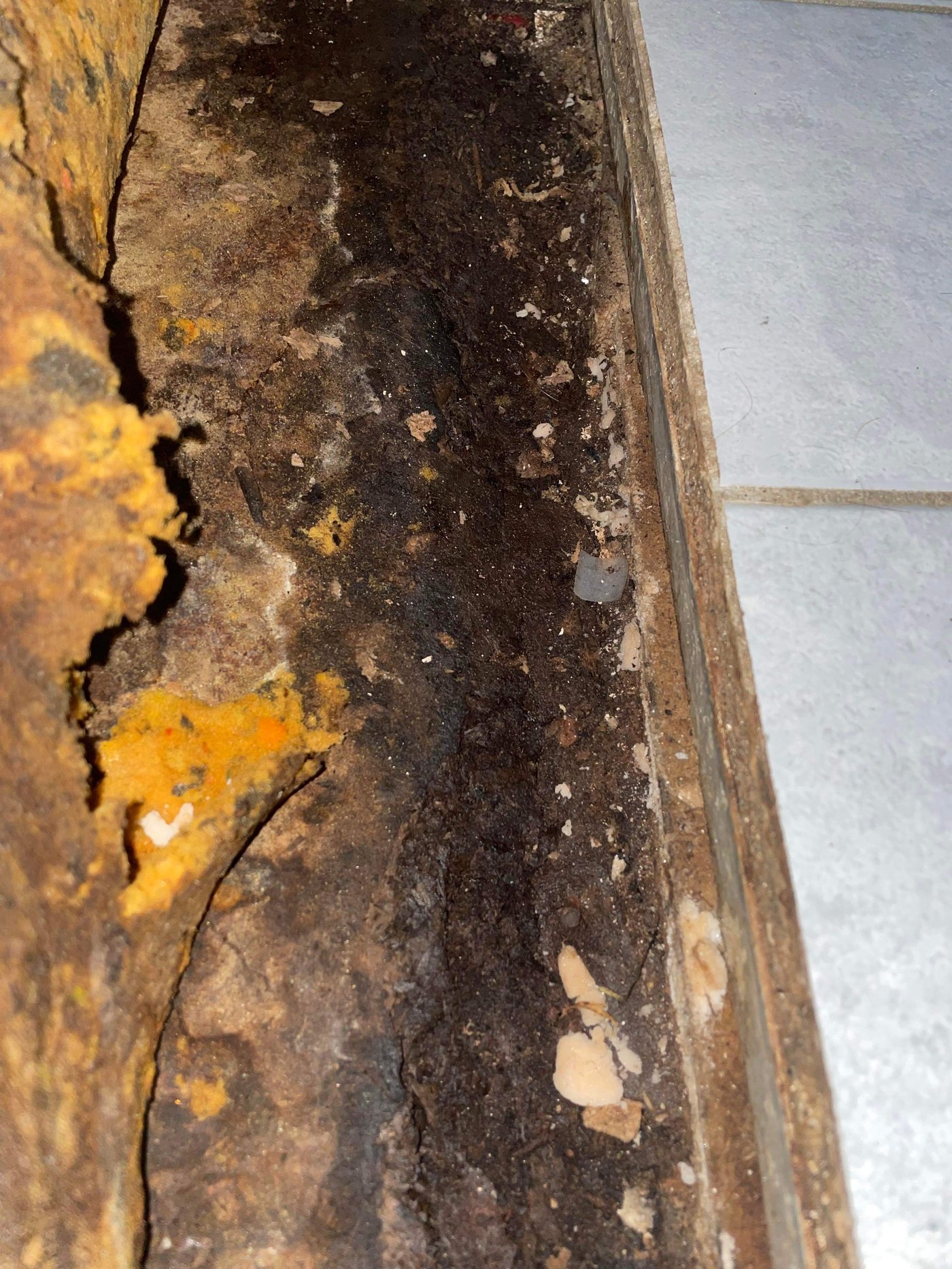 Nathan's health journey - mold exposure