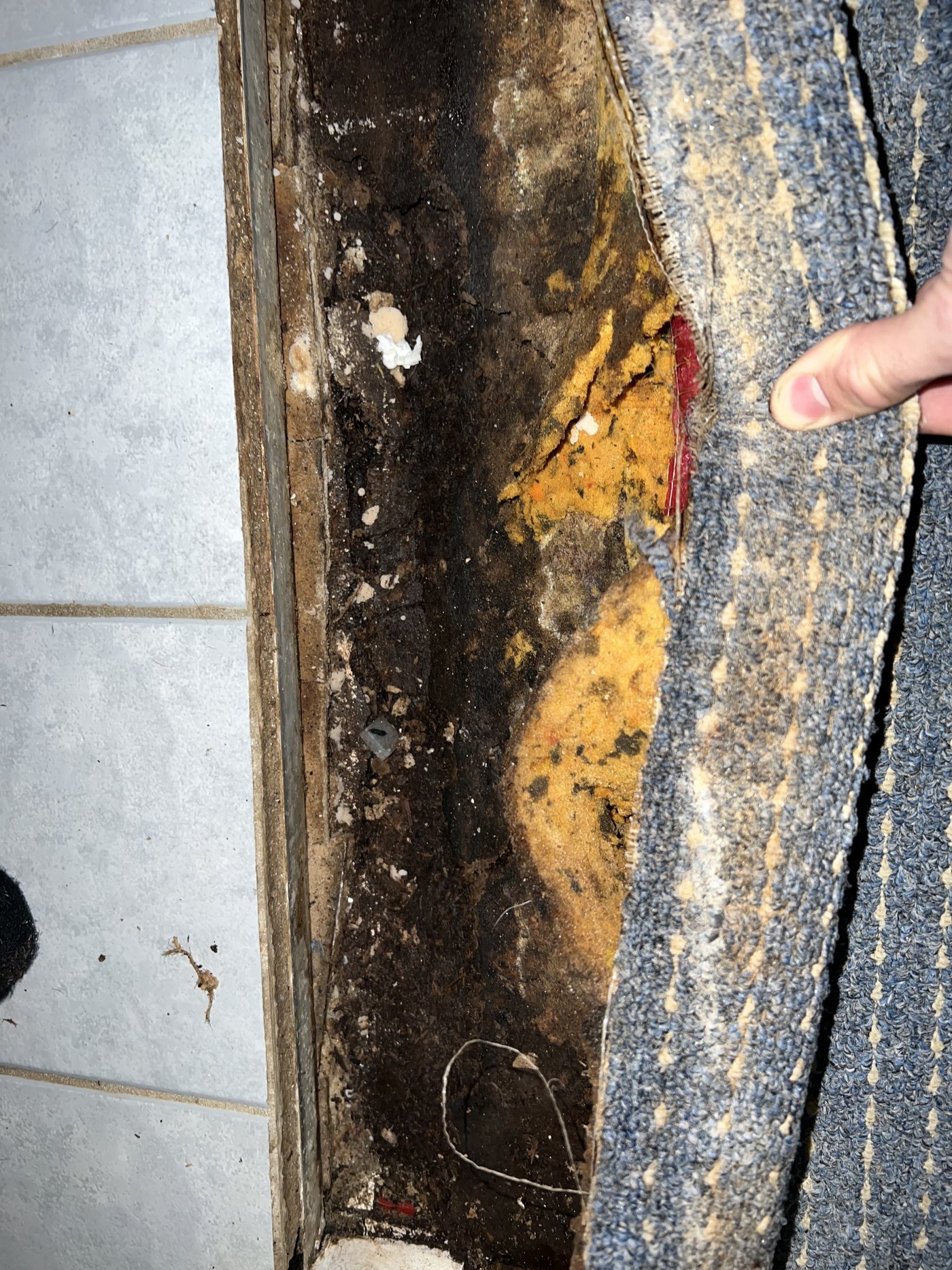 Nathan's health journey - mold exposure